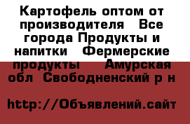 Картофель оптом от производителя - Все города Продукты и напитки » Фермерские продукты   . Амурская обл.,Свободненский р-н